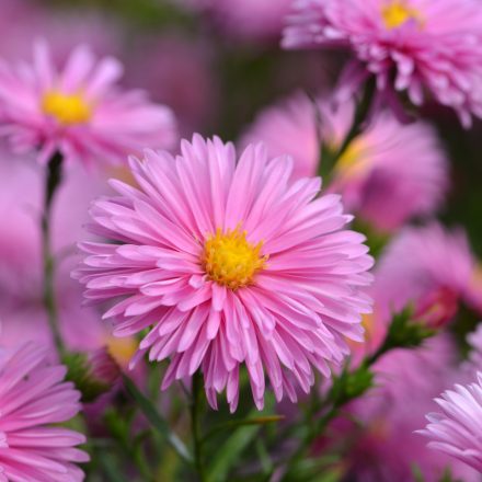 Aster dumosus Rosenwichtel - törpe őszirózsa