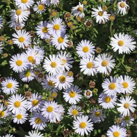 Aster dumosus Schneekissen - törpe őszirózsa, fehér