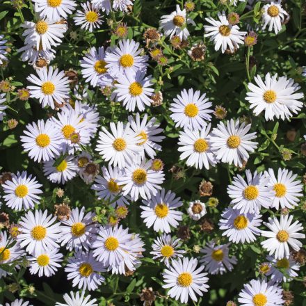 Aster dumosus Schneekissen - törpe őszirózsa, fehér
