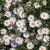 Aster dumosus Schneekissen - törpe őszirózsa, fehér