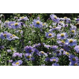 Aster dumosus Zwergenhimmel - törpe őszirózsa