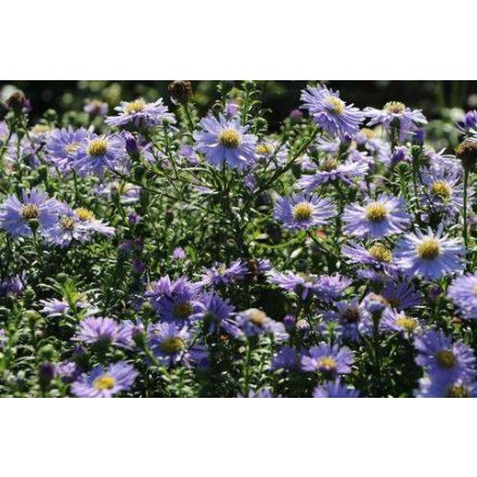 Aster dumosus Zwergenhimmel - törpe őszirózsa
