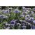 Aster dumosus Zwergenhimmel - törpe őszirózsa