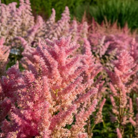 Astilbe Elisabeth Bloom "R" - kerti tollbuga