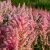 Astilbe Elisabeth Bloom "R" - kerti tollbuga