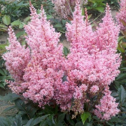 Astilbe Erika - Erika tollbuga