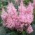 Astilbe Erika - Erika tollbuga