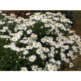 Aster ericoides Schneetanne - tűlevelű őszirózsa