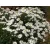Aster ericoides Schneetanne - tűlevelű őszirózsa