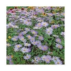 Aster frikartii Mönch - Mönch évelő őszirózsa