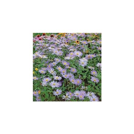 Aster frikartii Mönch - Mönch évelő őszirózsa