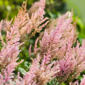 Astilbe Hip Hop - kerti tollbuga