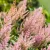 Astilbe Hip Hop - kerti tollbuga