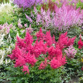 Astilbe Jump and Jive - kerti tollbuga