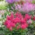 Astilbe Jump and Jive - kerti tollbuga