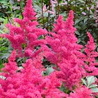 Astilbe Jump and Jive - kerti tollbuga