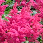 Astilbe Jump and Jive - kerti tollbuga