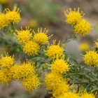 Aster lynosiris - aranyfürt