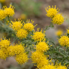 Aster lynosiris - aranyfürt