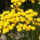 Aster lynosiris - aranyfürt