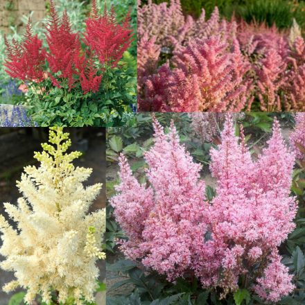 Astilbe mix  - kerti tollbuga fajták