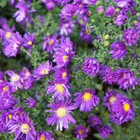   Aster novae angliae Purple Dome - mirigyes őszirózsa, sötét lila