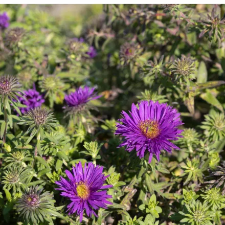 Aster novae angliae Purple Dome - mirigyes őszirózsa, sötét lila