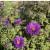 Aster novae angliae Purple Dome - mirigyes őszirózsa, sötét lila