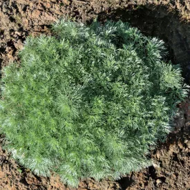   Artemisia schmidtiana Nana Attraction - fényeslevelű üröm