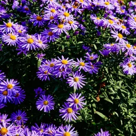   Aster novi belgii Magic Blue - kopasz őszirózsa, liláskék
