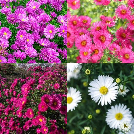 Aster novi belgii mix