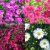 Aster novi belgii mix