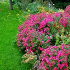 Aster novi belgii Magic Pink - kopasz őszirózsa, élénk rózsaszín