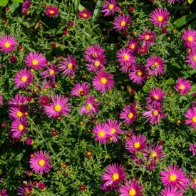   Aster novi belgii Magic Deep Rose - kopasz őszirózsa, rózsaszín