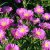 Aster novi belgii Magic Deep Rose - kopasz őszirózsa, rózsaszín