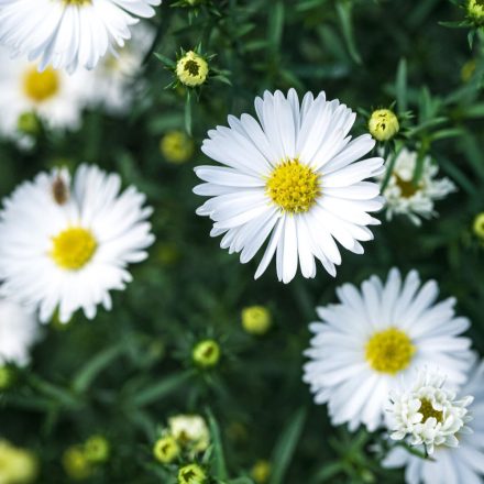 Aster novi belgii Magic White - kopasz őszirózsa, fehér