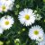 Aster novi belgii Magic White - kopasz őszirózsa, fehér