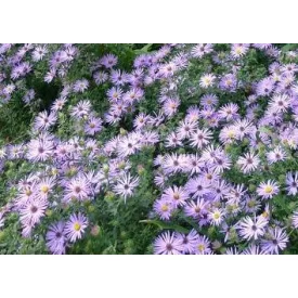Aster oblongifolius - aromás őszirózsa