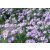 Aster oblongifolius - aromás őszirózsa