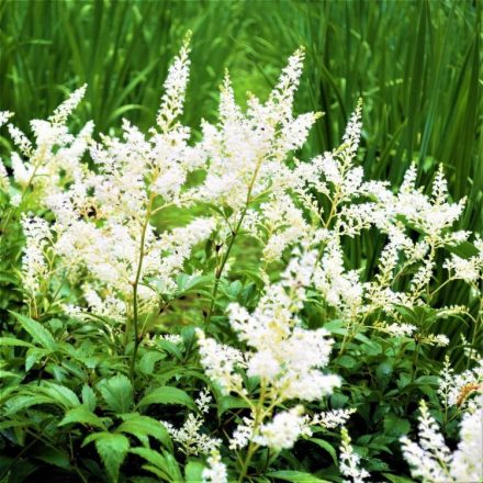 Astilbe Snowdrift - kerti tollbuga