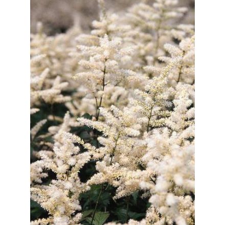 Astilbe Washington - tollbuga Washington