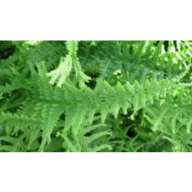 Athyrium filix femina Victoriae - erdei hölgypáfrány