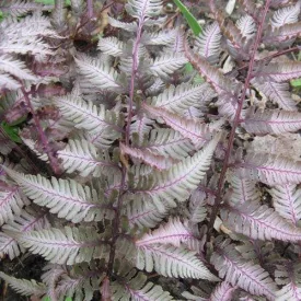 Athyrium otophorum Red Beauty - hölgypáfrány