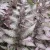 Athyrium otophorum Red Beauty - hölgypáfrány