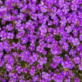 Aubrieta Blue Shades - pázsitviola 