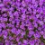 Aubrieta Blue Shades - pázsitviola 