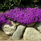 Aubrieta Purple Shade - pázsitviola lila