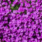 Aubrieta Purple Shade - pázsitviola lila