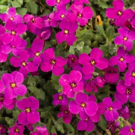 Aubrieta Red - pázsitviola