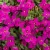 Aubrieta Red - pázsitviola